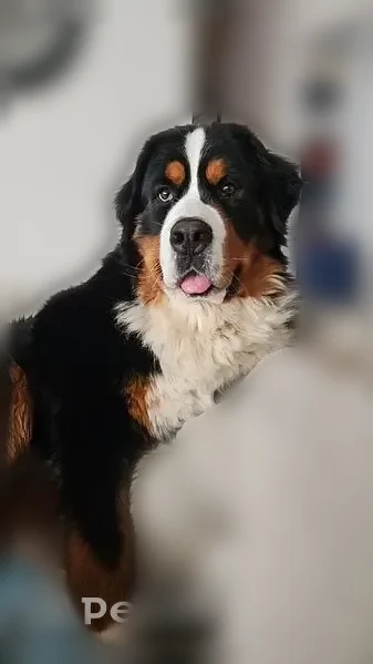 Lost dog, Anderson Road, 200, East Tawas - black tricolor, muscular build - photo