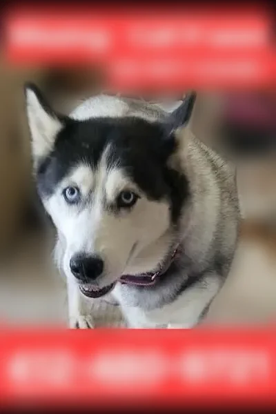 Lost dog, Video Drive, Munhall, Reston - female husky, red collar - photo