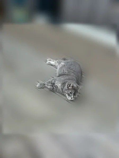 Chat perdu mâle, Rue des Écoles, Cormelles-le-Royal, Gennevilliers - collier rose - photo