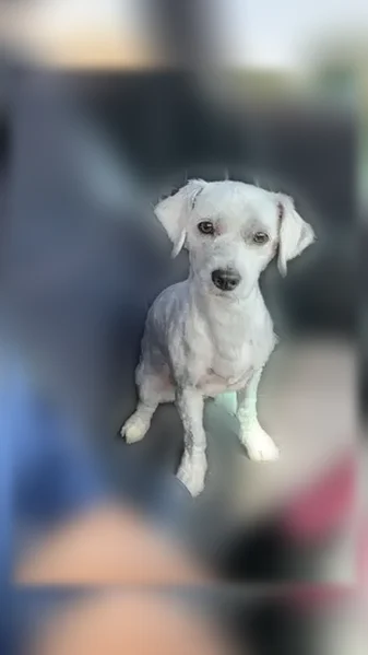 Lost dog, South Klemme Road, Illinois, Beecher - small white male, very friendly - photo