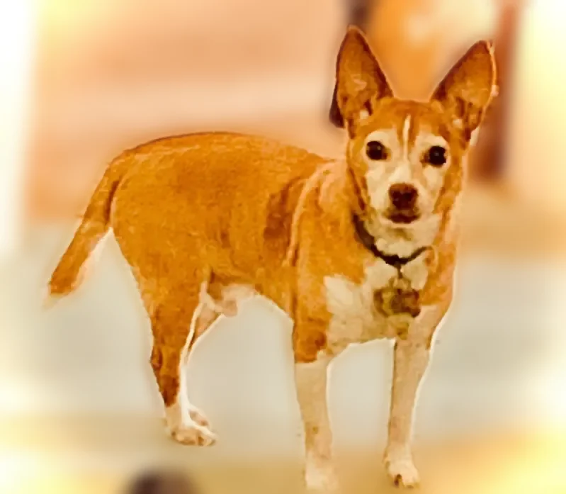 Lost dog, Clearwater Road, 5236, Charlotte - male, 17 years old, golden tan and white - photo