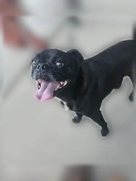 Lost dog, Orchard Home Drive, 1273, San Diego - male, very friendly - photo