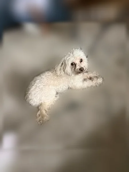 Lost dog, Loma Verde Drive, 15602, Houston - female miniature poodle, 15 years old - photo