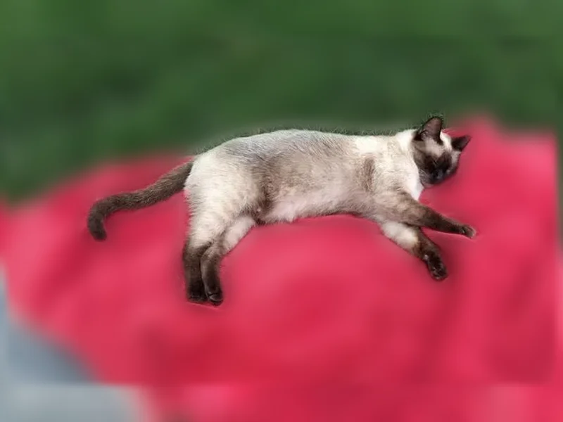 Lost cat, West 30th Street South, Independence — female, small Siamese with a clipped ear - photo