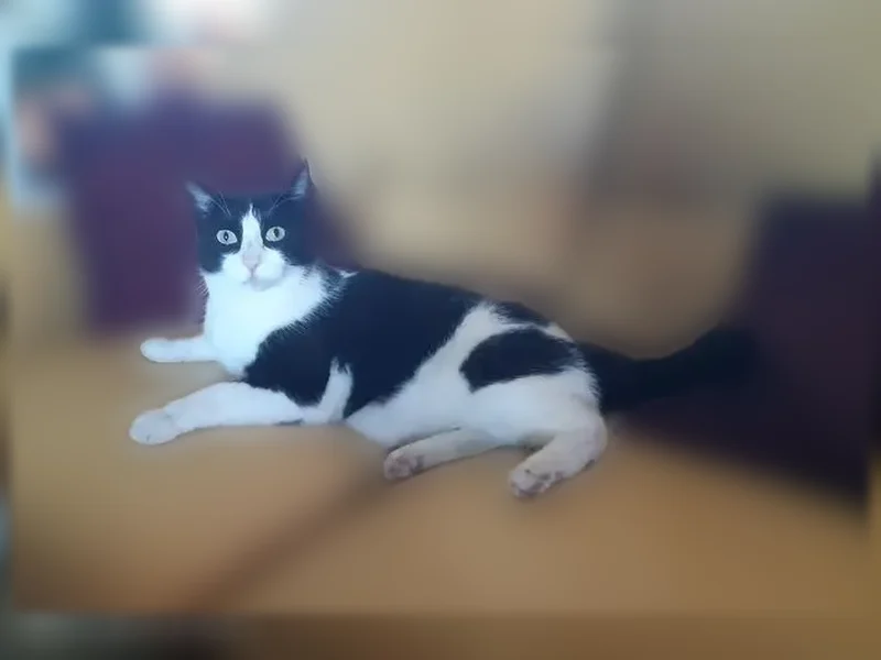 Chat perdu mâle, Chemin des Olivettes, 8, Cuxac-d'Aude, Béziers — noir et blanc, très sociable - photo