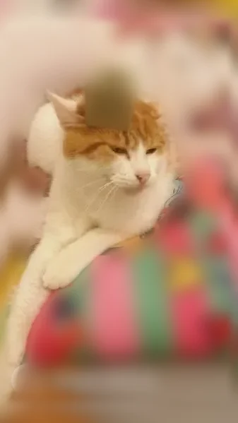 Chat perdu mâle, Rue des Primevères, 8, Thiberville — roux et blanc - photo