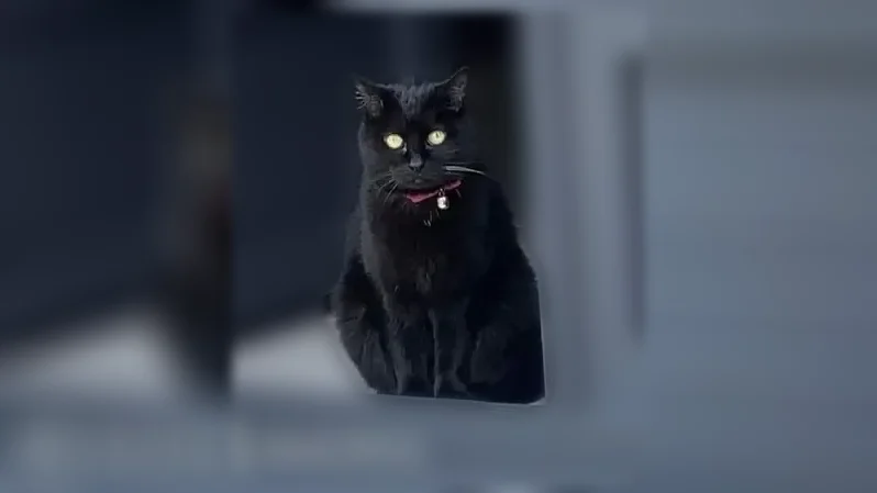 Chat perdu, femelle, Rue des Mouettes, 12, Féchain, Englefontaine - collier rose - photo