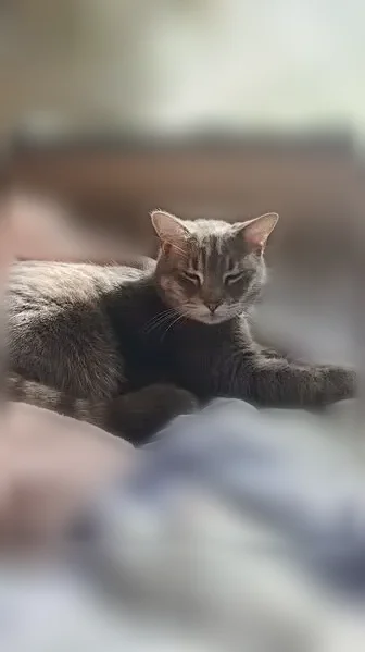 Chat perdu mâle, Avenue de la Padrouze, 9, Thuir - tigré gris clair, yeux verts - photo