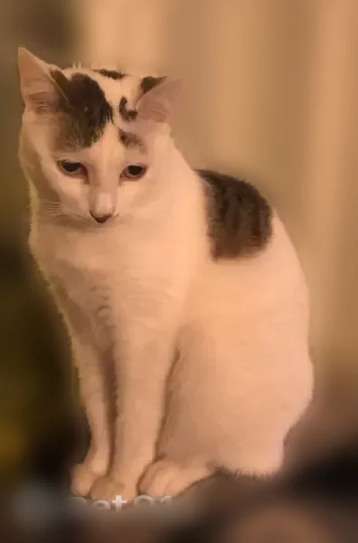 Chat perdu, Rue Etienne Dolet, 54, Lens - femelle, chatte adulte blanche tachetée noire - photo