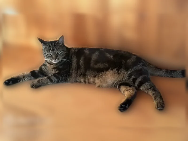 Chat perdu mâle, Allée Bellevue Piraillan, 38, Châtillon - petit tête, grand corps - photo