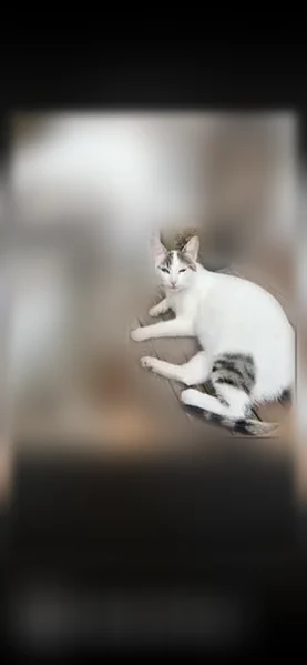 Perdu chat femelle, Rue Saint-Germain, 29, Nérac — très craintive, yeux verts clairs - photo