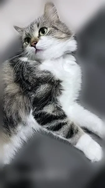 Chat perdu, femelle, Rue de la Renaissance, Allaire - petite chatte de gouttière type angora - photo