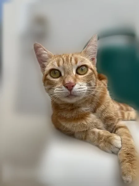 Chat perdu, Rue Aimé Césaire, 14, Eysines - femelle - photo