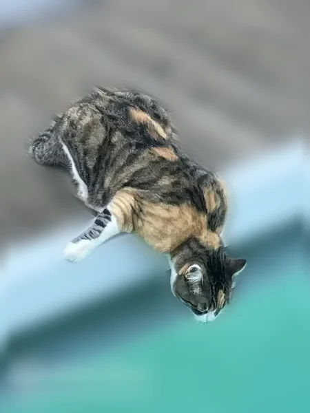 Chat perdu femelle, Allée Recteur Payot, 688, Chamonix-Mont-Blanc - craintive mais pas agressive - photo