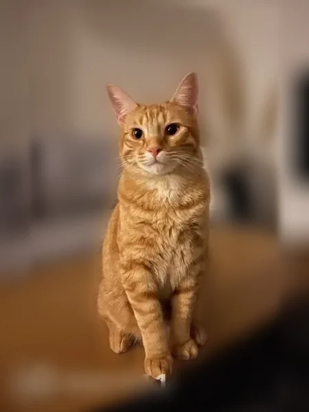 Chat perdu mâle, Paris - photo