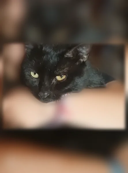 Chat perdu mâle, Rue Lavoisier, Saint-Laurent-de-la-Salanque, Paris - noir, yeux jaunes - photo