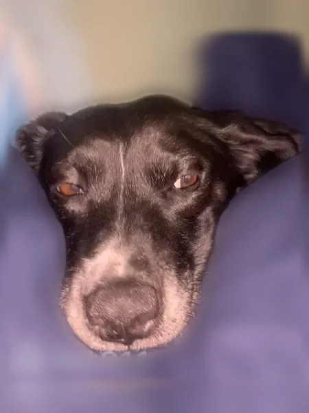Lost dog, Flat Branch Road, 814, Ellijay - female, white spotted feet, white around nose - photo