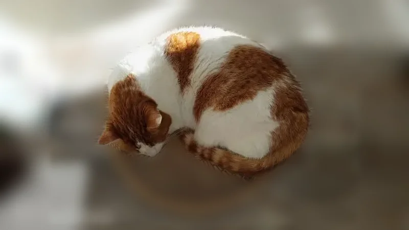 Chat perdu femelle, Houdan, Le Perray-en-Yvelines - blanche et rousse, tatouage dans l'oreille - photo