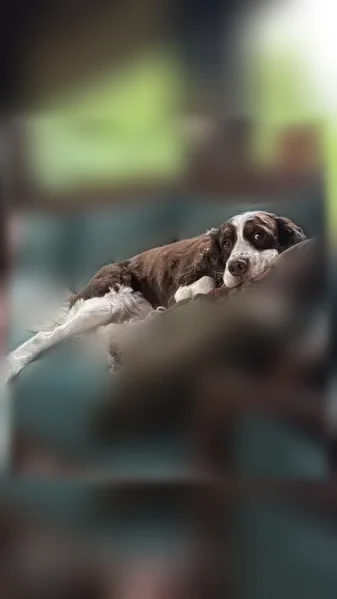 Lost dog, Curtis, Seattle - female springer spaniel - photo