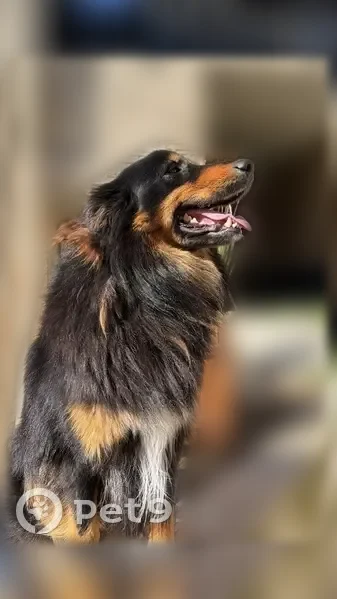 Chien perdu mâle, Place du Bachat, 52, Soleymieux, Saint-Georges-Haute-Ville - très gentil et sociable - photo