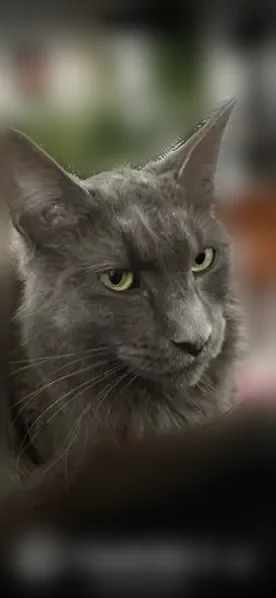 Chat perdu femelle, Boulevard du Président Carnot, 96, Agen - grise, queue longue - photo
