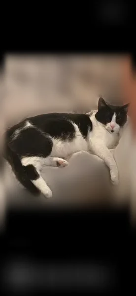 Lost cat, Dartmouth Drive, 5568, San Jose - female - photo