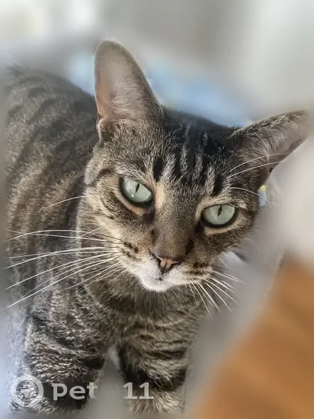 Lost cat, Crosshill Boulevard, Jacksonville - female tabby with bright green eyes - photo