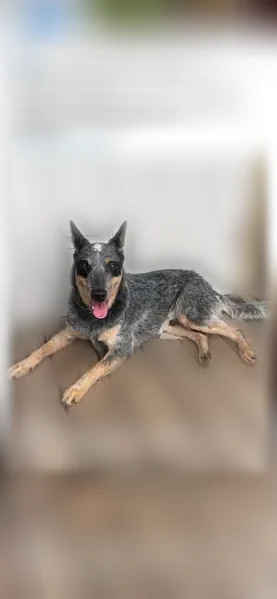 Lost dog, Wauchula Road, 4800, Ona — blue heeler, black raccoon mask - photo