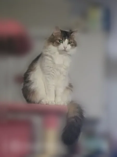 Lost cat, Michigan Avenue, 2719, St. Louis - female, dark spot on back right paw - photo