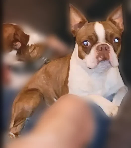Lost dog, East County Road 129, 885, Midland - red & white Boston Terrier, microchipped - photo