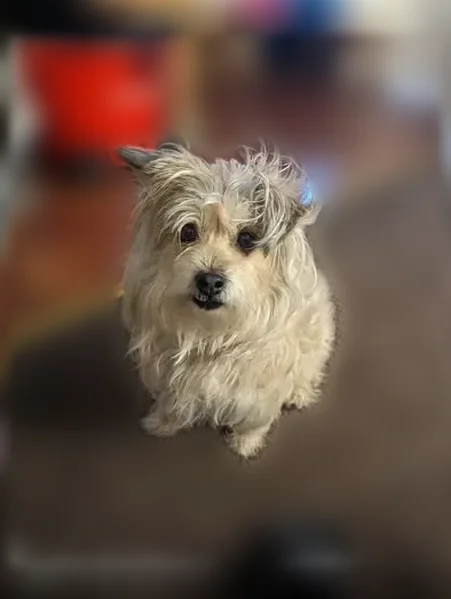 Lost dog, Camanche Lane, 515, Stockton - male terrier, tan with darker patches - photo