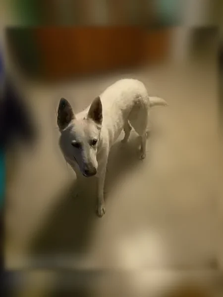 Lost dog, South Alessandro Street, Hemet - all white German shepherd - photo