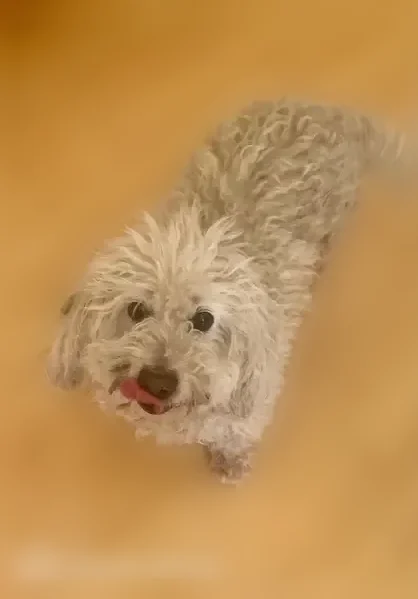 Lost dog, West Main Street, 345, Tustin - white poodle mix, no collar - photo