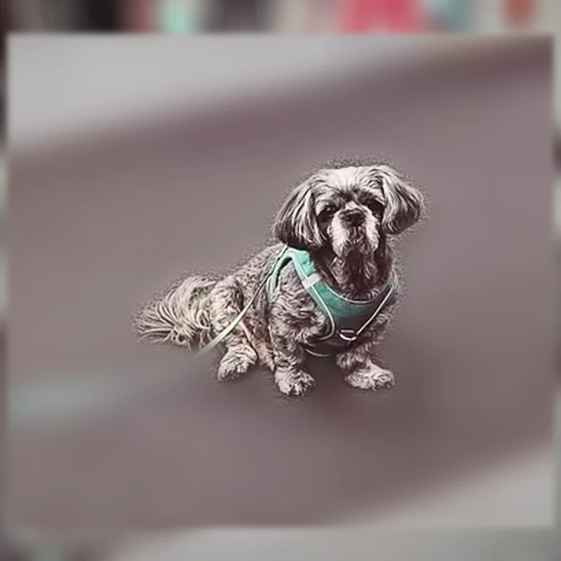 Lost dog, Park Lane, 8620, Dallas - male, mostly gray with a white face - photo