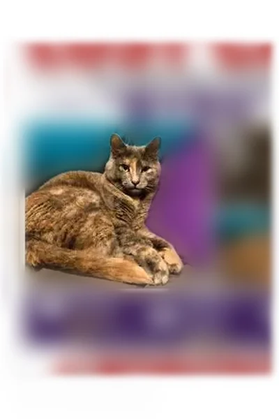 Lost cat, female, North Merion Way, 1757, Fayetteville — tortoiseshell coat - photo
