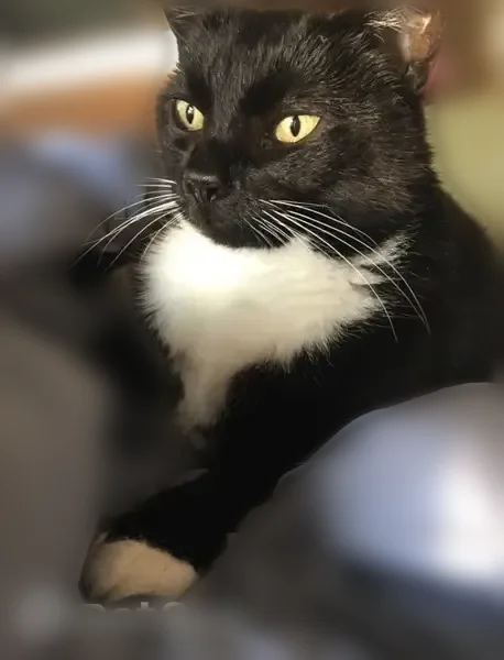 Lost cat, Washington Avenue, Palo Alto, Menlo Park - female, big bright yellow eyes - photo