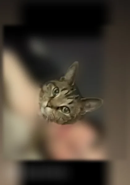 Lost cat, Ogden Avenue, 723, Toledo — female, tilted head, missing front teeth - photo