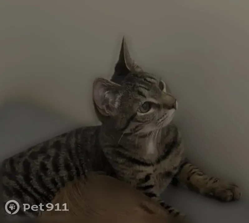 Lost cat, Greenfield Drive, 1029, Cheney - neutered indoor cat with a long hook-shaped tail - photo