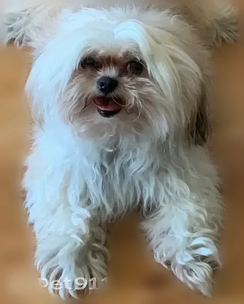Missing dog Male, Lakewood (usl542064) - photo