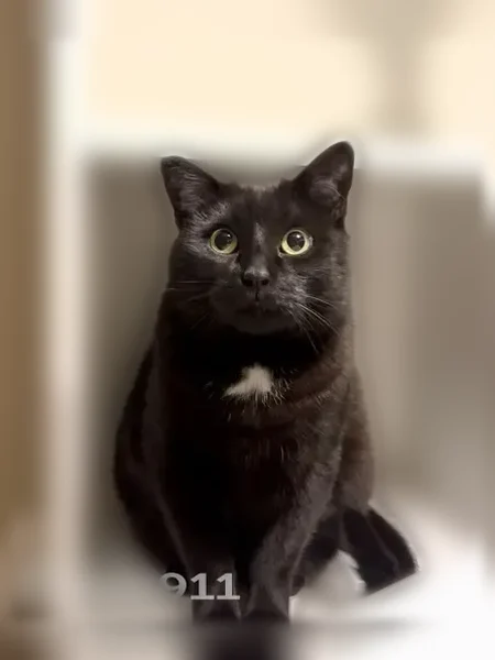 Lost cat, Integra Vistas Drive, 188, Chattanooga, Birmingham - female tuxedo cat - photo