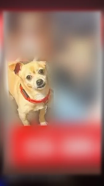 Lost dog, Kerrville Drive, 2816, Mesquite, Garland - small male beagle and hound mix - photo