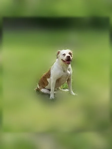 Lost dog, East 23 Street, 8903, Kansas City - female - photo