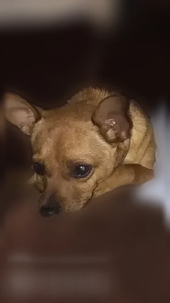 Lost dog, North Carolina 87, 3732, Elon - female chihuahua - photo