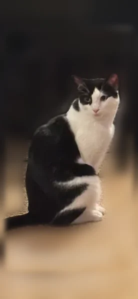 Lost cat, Reeve Road, 3200, Mattituck - male, black and white, red eye - photo