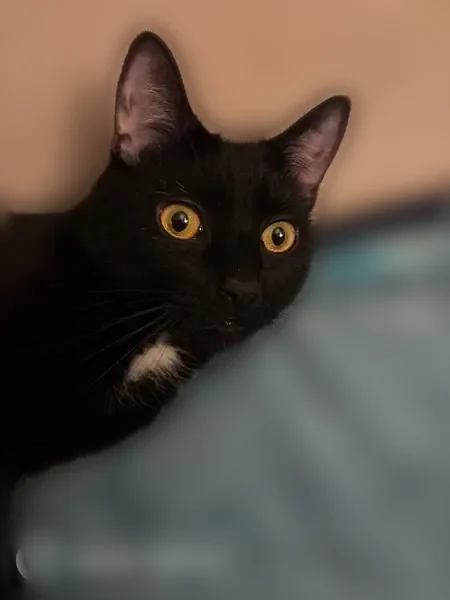 Lost cat, 56th Street, 637, Brooklyn — tuxedo, golden eyes - photo