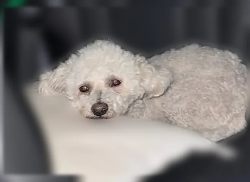 Lost dog, Cape May, New Jersey, Ocean Acres - male, white Bichon Frise, 8 years old, orange vibrating collar - photo