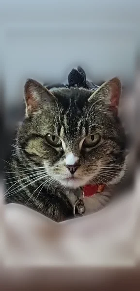 Lost cat, Seckel Street, 2998, Medford - female, spayed - photo