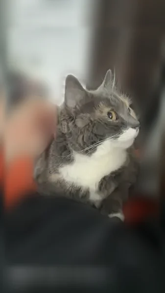 Lost cat, Kingbird Drive, 1417, Clarksville - female, green eyes - photo