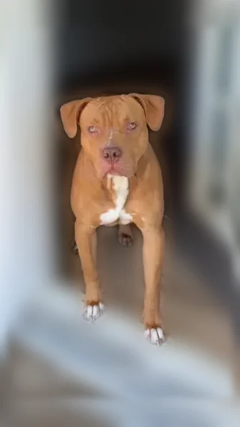 Lost dog, Holly Springs Drive West, 5483, Indianapolis - male, friendly - photo
