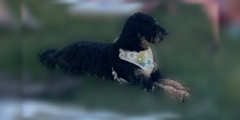 Lost dog, State Highway 1806, Watford City - female, black and brown Australian Doodle, white flowered harness - photo